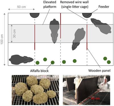 Cage enrichment to minimize aggression in part-time group-housed female breeding rabbits